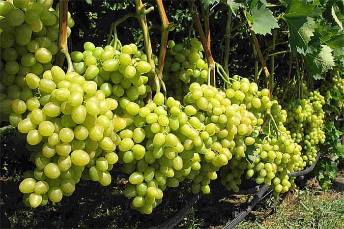 Удобрения для винограда