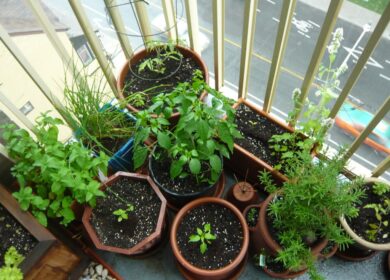 Огород в квартире. Что можно вырастить дома?