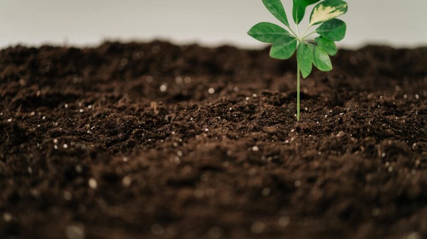 Нановитамины для растений из отходов металлургических производств могут повысить урожайность сельхозкультур