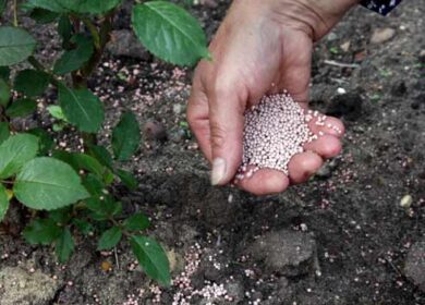 Белоруссия увеличила экспорт калийных удобрений на 47,2%