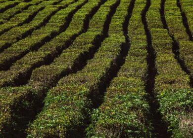 Башкирский бизнесмен продал несуществующие минеральные удобрения на 3,5 миллиона рублей