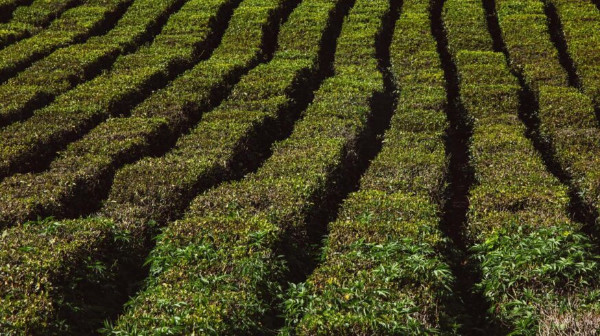 Башкирский бизнесмен продал несуществующие минеральные удобрения на 3,5 миллиона рублей