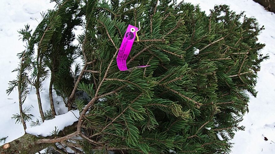 Новогодние елки перерабатывают в удобрение