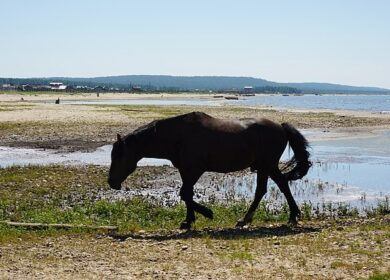 Китайские инвесторы готовы заняться производством удобрений в Бурятии