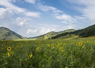 На Алтае к посевной кампании закупили 34 тысячи тонн минеральных удобрений