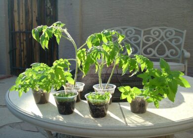 Какие овощи и фрукты можно вырастить в квартире?