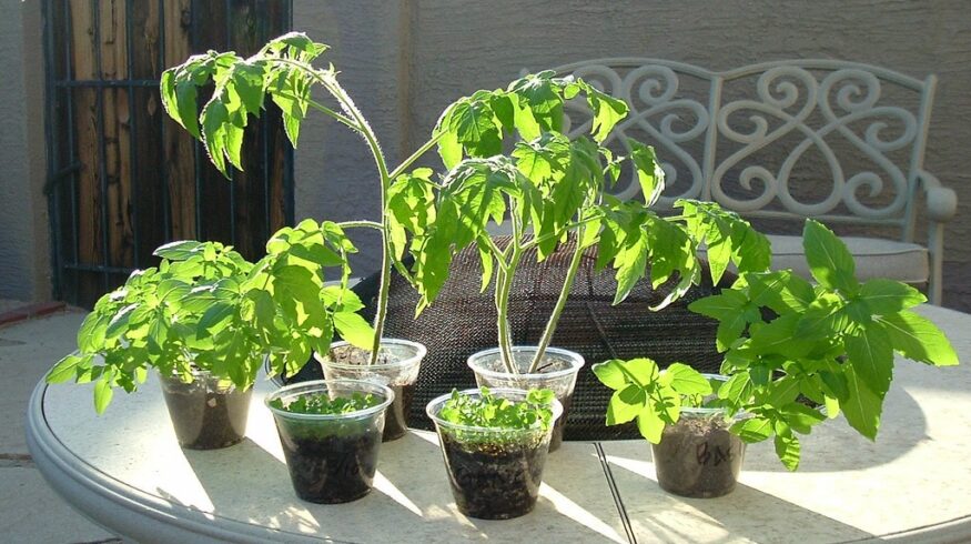 Какие овощи и фрукты можно вырастить в квартире?