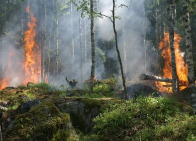 Изменение климата обострило пожарную обстановку в лесах Красноярского края