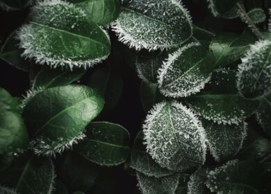 Минсельхоз: процедура финансовой помощи садоводам, пострадавшим от апрельских заморозков, оптимизирована