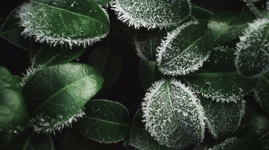 Минсельхоз: процедура финансовой помощи садоводам, пострадавшим от апрельских заморозков, оптимизирована