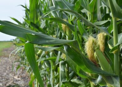 Удобрения в гранулированном или жидком виде — как сделать правильный выбор