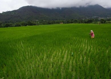 Новое «зеленое» удобрение может привести к революции в пищевой промышленности