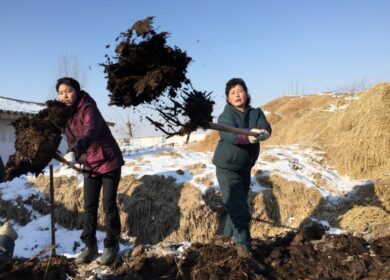 «Удобрения чучхе» повысят урожайность в Северной Корее
