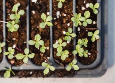 Из чего на самом деле делают удобрения?