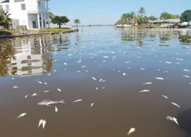 Цветение водорослей на побережье Флориды достигло катастрофических масштабов