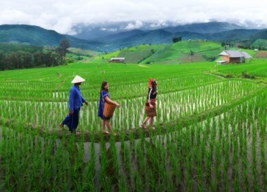 К 2020 году Китай намерен в два раза снизить использование химических удобрений