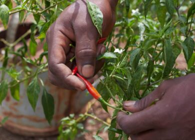 Правительство Нигерии предоставит фермерам 1 млн. удобрений по фиксированным ценам