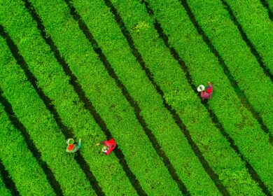 Китай разворачивает государственную программу по замене химических удобрений на органические аналоги