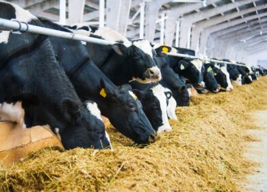 Компания ADM Animal Nutrition изымает из продажи один из своих кормов, оказавшийся токсичным для животных