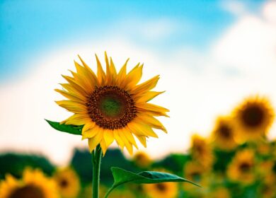 Компания Syngenta выпустила новый фунгицид по борьбе с ложномучнистой росой