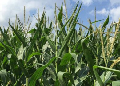 Кукуруза по технолоии Enlist начнет свой старт в США и Канаде уже в следующем году