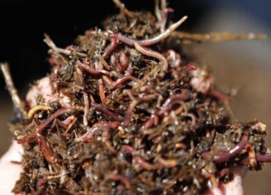 Компания TerraVesco стала обладателем премии North Bay Maker Award