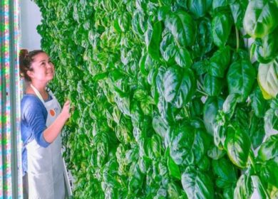 SoftBank Group инвестирует 200 млн. долл. в новый стартап по производству органических фруктов и овощей