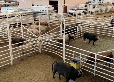 Американские и германские ученые исследовали степень запыленности различных объектов животноводства