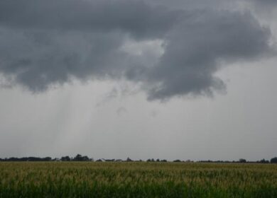 В Огайо обильные осадки угрожают кукурузным посевам
