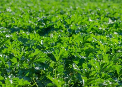 Расчет необходимого количества азота в удобрениях будут определять по листьям растений