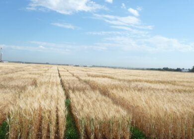 Рекомендации Университета штата Монтана по правильному расчету нутриентов для озимой пшеницы