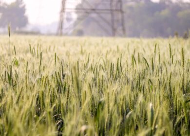 В Красноярске создано новое азотное удобрение с биоразлагаемым полимером