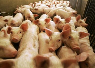 Китай выделит субсидии на переработку животного навоза в органические удобрения