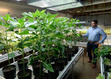 Наноудобрения Aqua-Yield — большой эффект от «самой маленькой инновации в сельском хозяйстве»