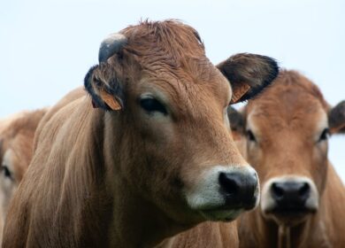 Новая технология «подключенной коровы» компании Fujitsu повышает эффективность искуственного осеменения скота до 90%