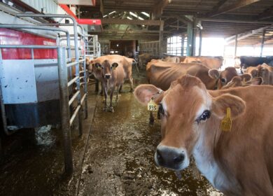 В США компания Ferndale устанавливает новое оборудование по извлечению фосфора из сточных вод