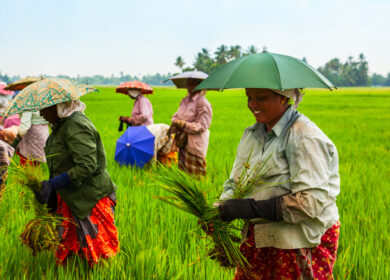 Индия намерена изменить схему субсидирования сельскохозяйственных удобрений