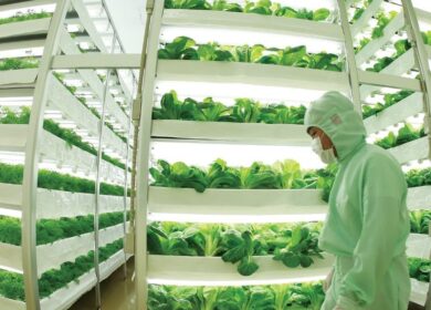 Фермы будущего могут стать подземными