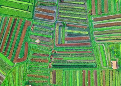 Анализ фотографических данных в сельском хозяйстве — от спутников до летающих дронов