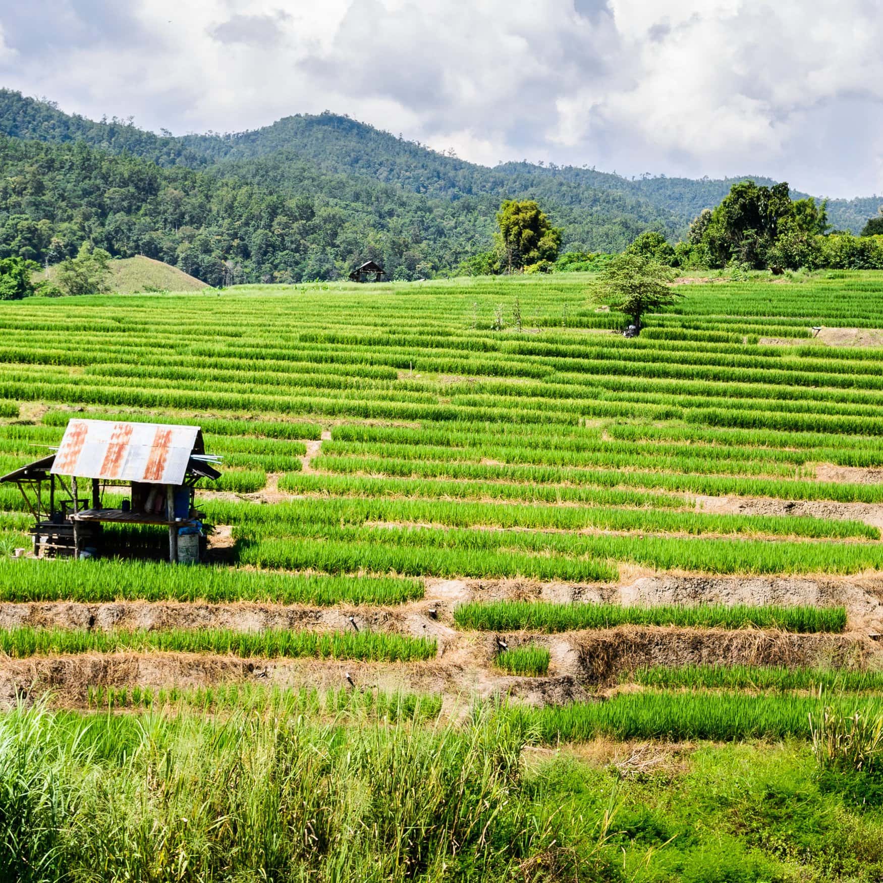 Власти Шри-Ланки готовятся к сезону маха