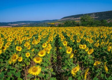 «ЕвроХим» наращивает экспансию в Болгарию