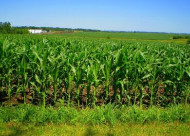 «Укравит» видит перспективы на рынке микроудобрений Украины