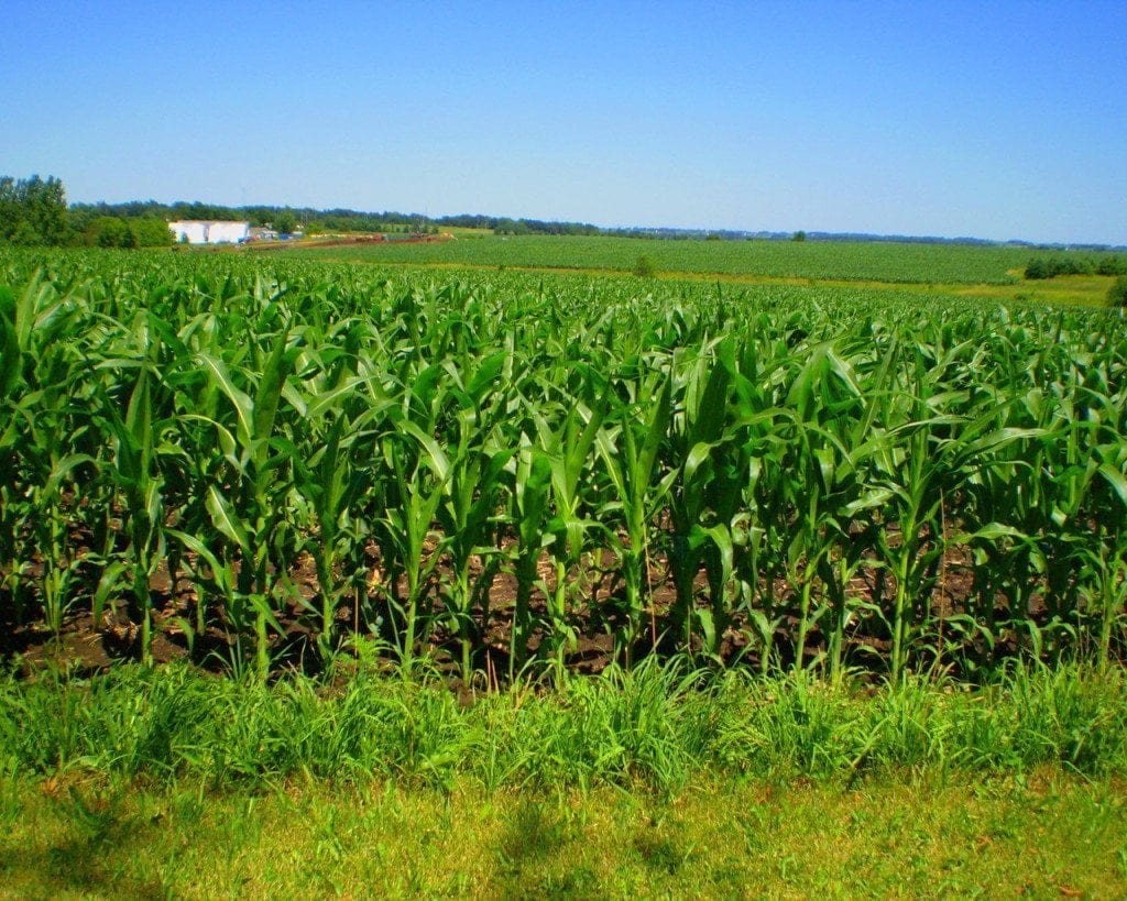 «Укравит» видит перспективы на рынке микроудобрений Украины