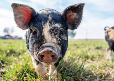 Фермеры в штате Миннесота опробуют систему мониторинга для свиноферм на основе платформы Google Cloud в феврале 2018 года