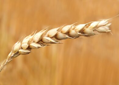 Россия останется главным конкурентом США на рынке пшеницы