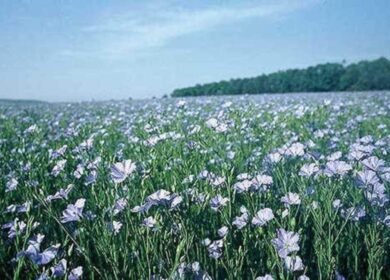 Возрождение льноводства имеет государственное значение