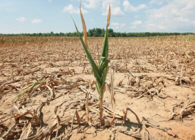 Украине катастрофически не хватает удобрений