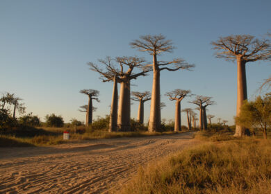 Avenira ставит на Baobab