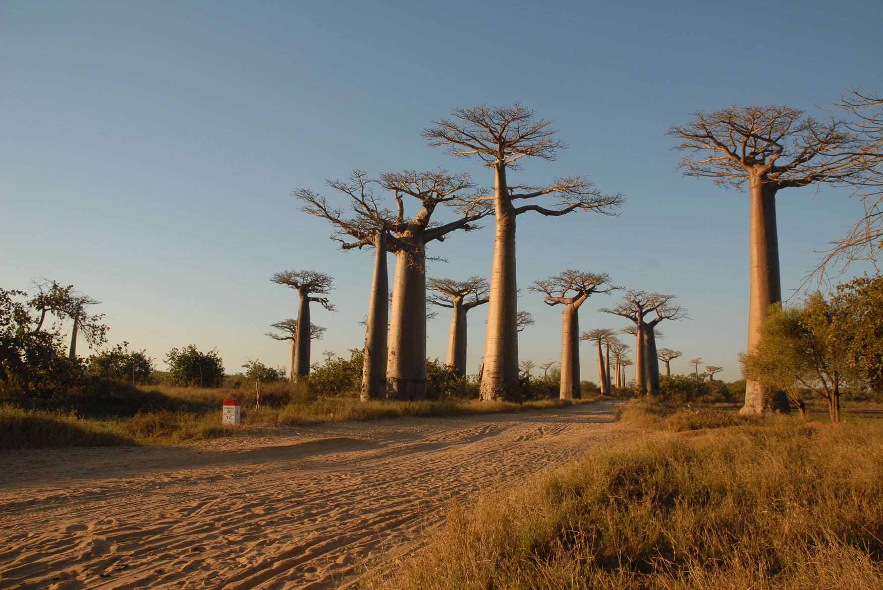 Avenira ставит на Baobab