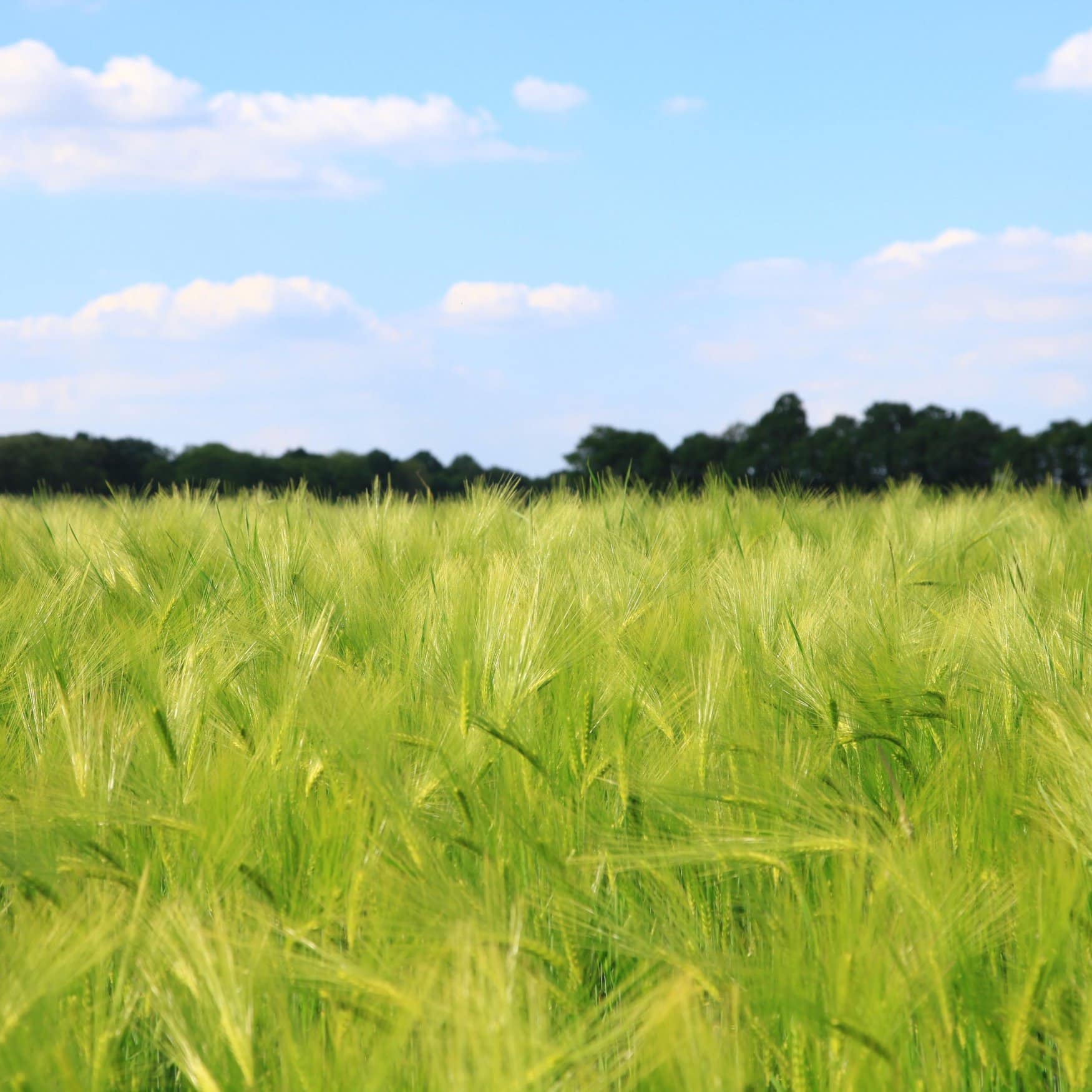 В Якутии расширят посевные площади